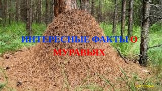 Интересные факты о МУРАВЬЯХ||Я ВЕРНУЛСЯ!!!