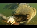 Catfish VS Carp in Tank really Fast and Furious by Catfishing World