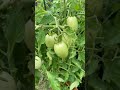 Let’s check on the garden!