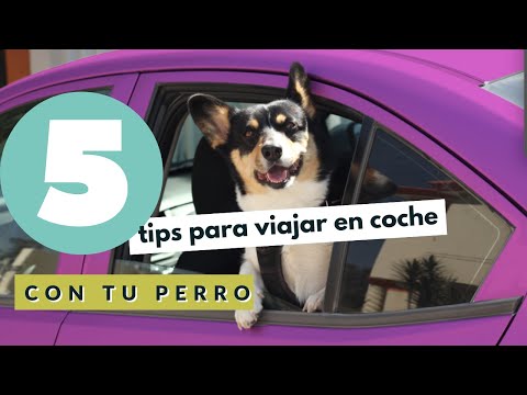 Video: Cinco consejos para un viaje exitoso con tu perro