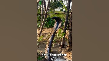 घर में निकला कोबरा साँप