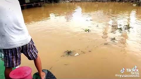 Chài cước đánh cá chài quăng cá cao 3m và 4m zalo 0971669963