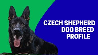 Czech Shepherd  Dog Breed Profile Characteristics