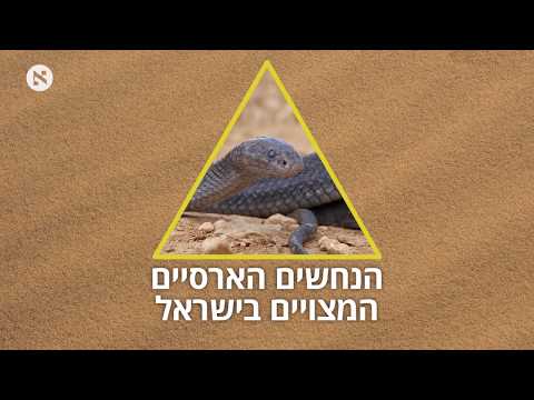 9 הנחשים הארסיים בישראל