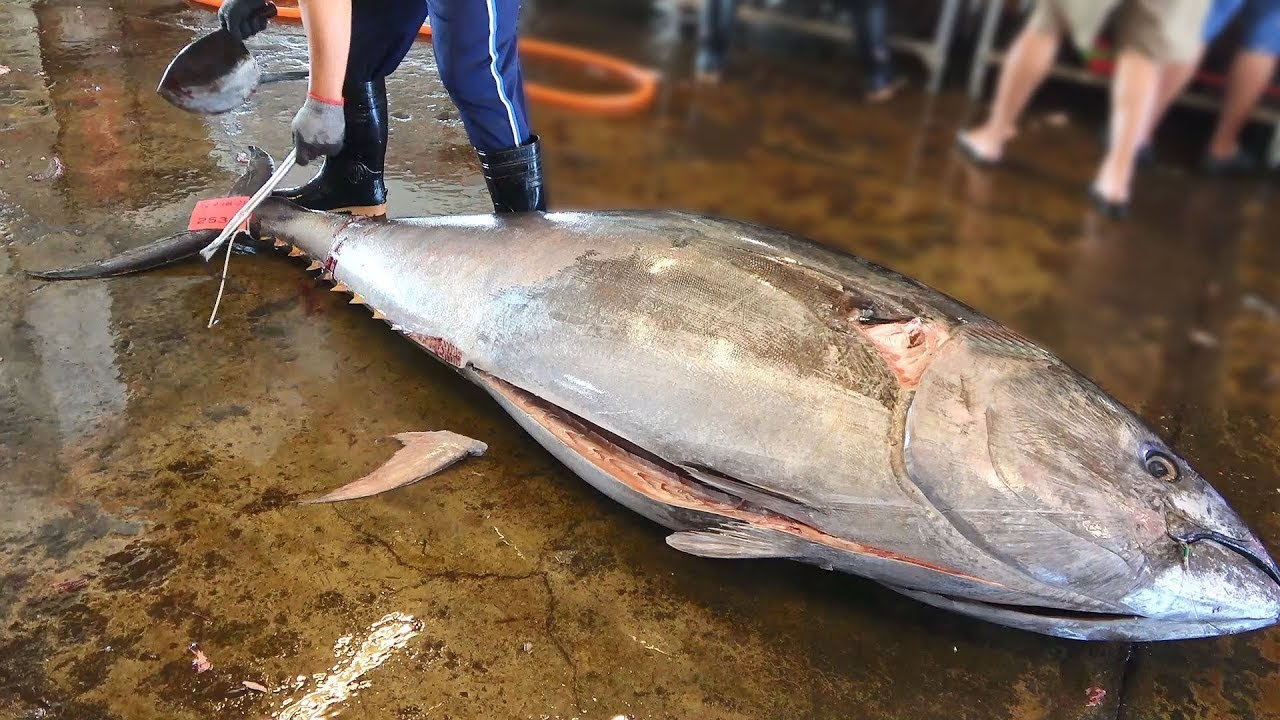 Amazing 255 kg Giant Bluefin Tuna cutting in fast speed Asia street
