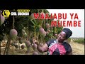 MAAJABU YA MTI WA MUEMBE KATIKA TIBA 