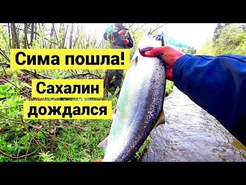 Пошла сима! Сахалин дождался // The cherry salmon has arrived! Sakhalin was waiting (Eng Subs)
