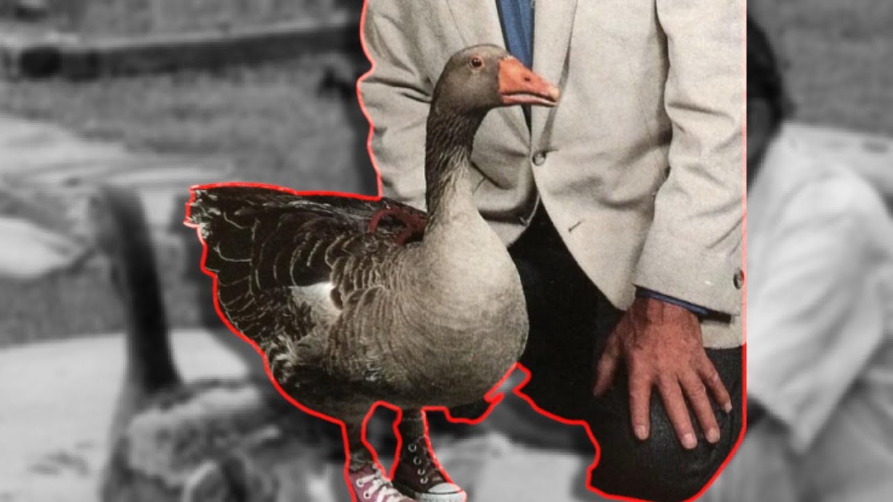 The Strange Case of Andy the Goose YouTube