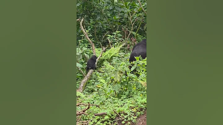 Gorilla trekking Uganda . #adventure #wildlife #gorillatrekking #gorillasafari thumbnail