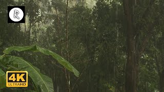 Heavy Tropical Rain on Roof in Costa Rica | Relaxing Rain Sounds Sounds for Sleep, Insomnia, Study screenshot 4