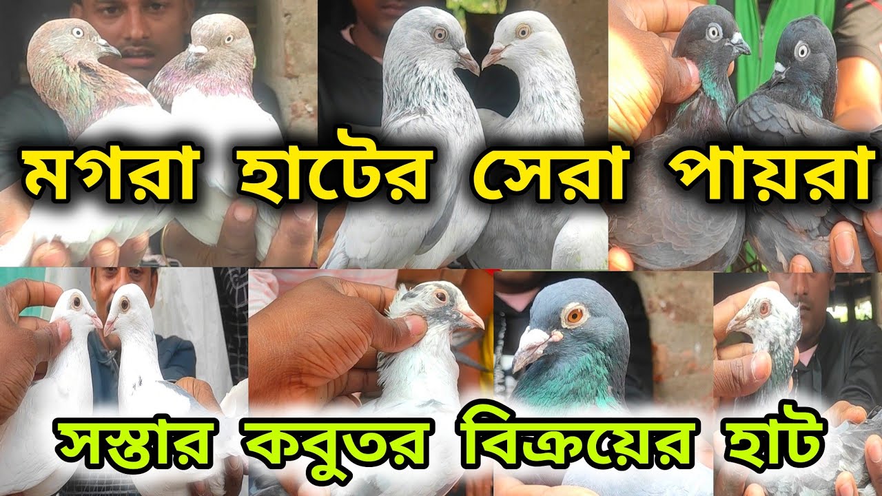 মগরা হাটের সেরা কবুতর।কি দাদা কম দাম পায়রা খুঁজছেন?আসুন মগরাহাটে।Magrahat 2024। @pigeonsloverrj9600