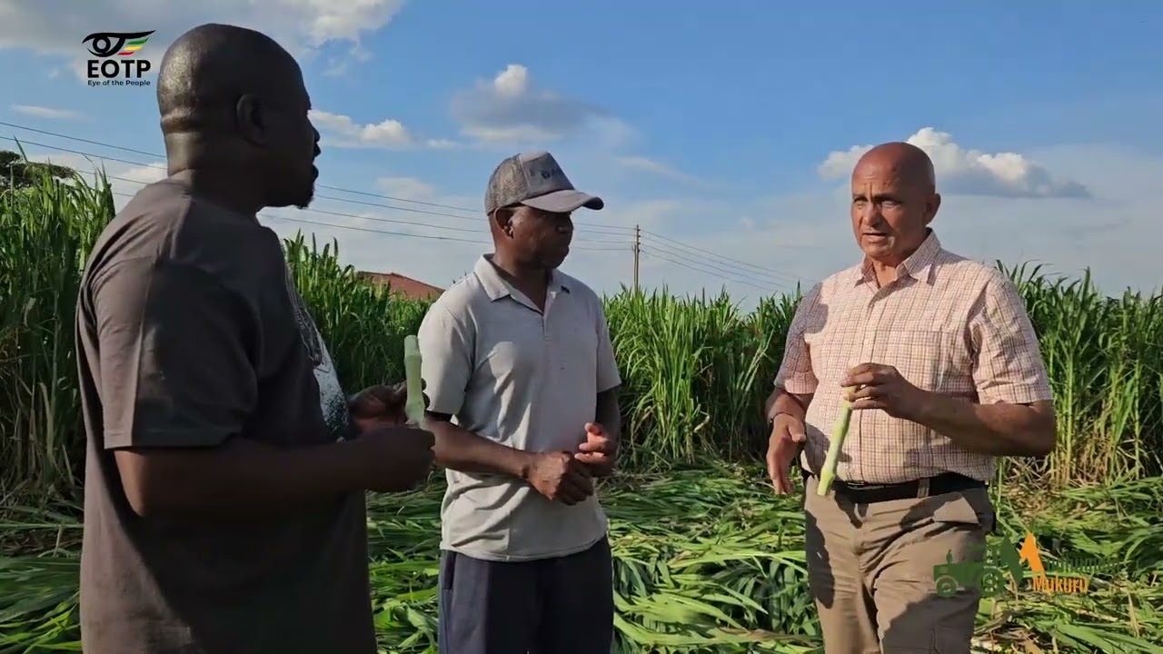 Трава цзюньсао теперь в Зимбабве — хорошие новости для всех фермеров, занимающихся животноводством