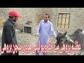 عظیم بروھی سے انٹرویو لیتی ھووی سجن بروھی گائے باکریان اور بھینسو کے باری میں