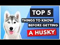 TOP 5 THINGS YOU NEED TO KNOW BEFORE GETTING A HUSKY