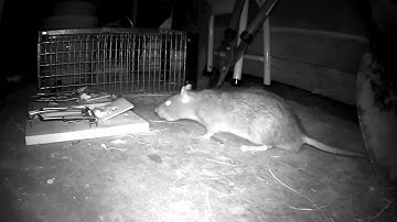 Cận cảnh cách bẫy chuột tại nhà - Trap Mouse