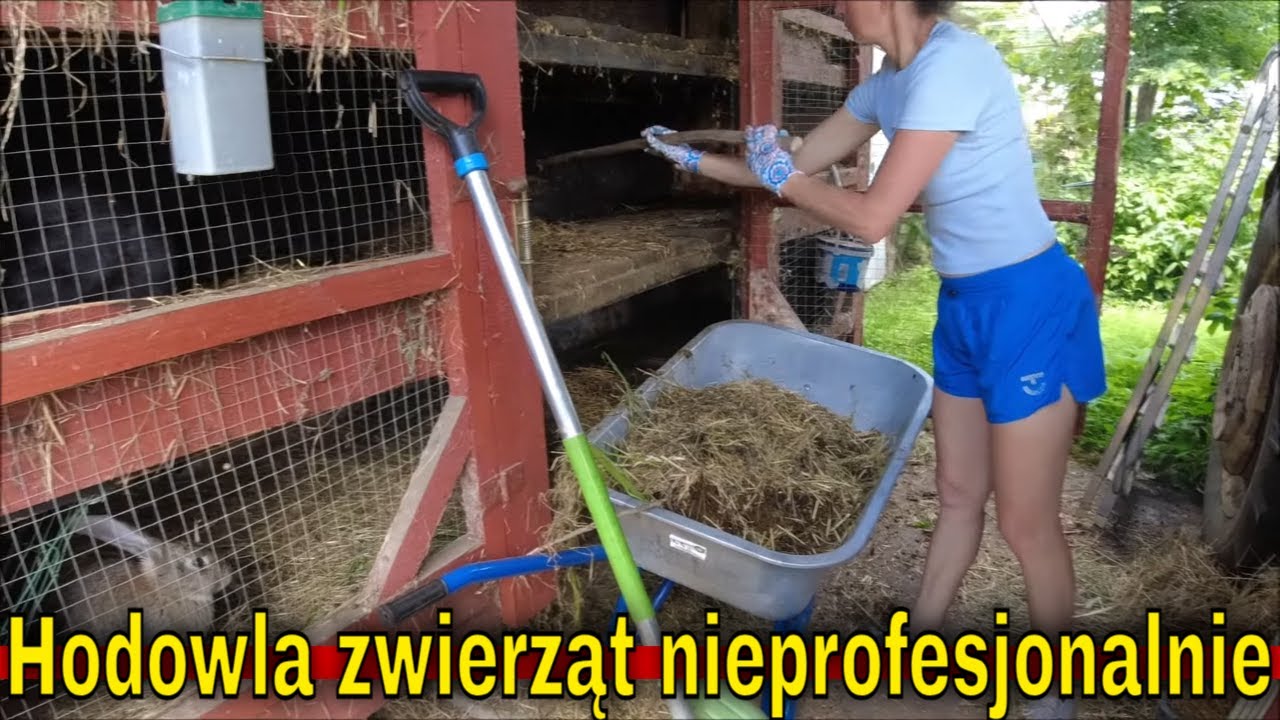 Chów przydomowy zwierząt gospodarskich. Króliki, Nioski, Indory, Brojler kurzy, Kozy.| Hodowla króli