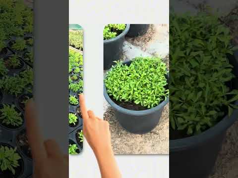 Ground cover plants Dubai part 2 #garden #gardening #plants