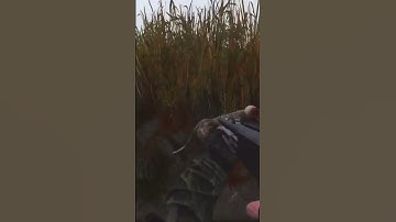 Stalker Anomalies can be friendly…sometimes! #stalker #escapefrompripyat