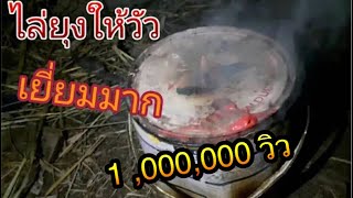 กระป๋องจุดควันไล่ยุงให้วัว|Im Channel