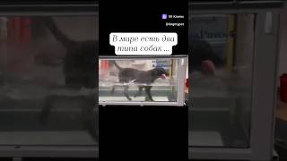 Два типа собак... #рек #топ #жиза #вкклипы #собаки #perrodog