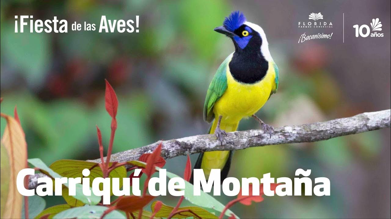 ¡Fiesta de las Aves! Pájaro Carriquí de montaña YouTube
