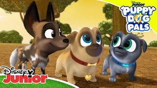 Magical Moment: Okavanga Odyssey | 🐶  Puppy Dog Pals | DisneyJunior Africa