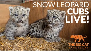 Snow Leopard Cubs LIVE!
