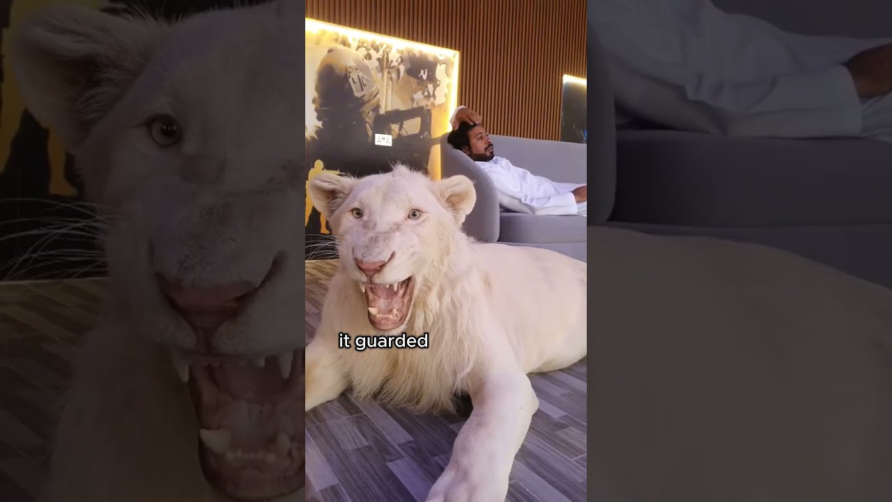 Man Adopted A Lion Cub Animals Love Shorts