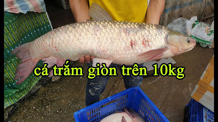 Cá trắm giòn mua ở đâu