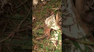 Farming Locusts In Dunedin