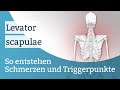 Levator scapulae Schmerzen, Triggerpunkte und deren Aktivierung