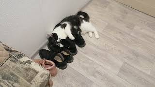 Когда кот любит твою обувь больше чем тебя))
