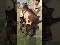 funny goats goat baby #funny_goat #goat_baby