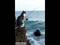 고양이가 고래를 만났을 때 When a cat meets a whale