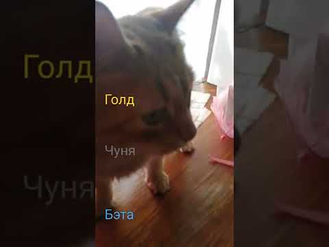 Клички котиков🐱🐱🐱🐱