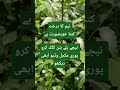 neem tree benefits for health | amazing benefits of neem leaves | why neem #neem #neemtree