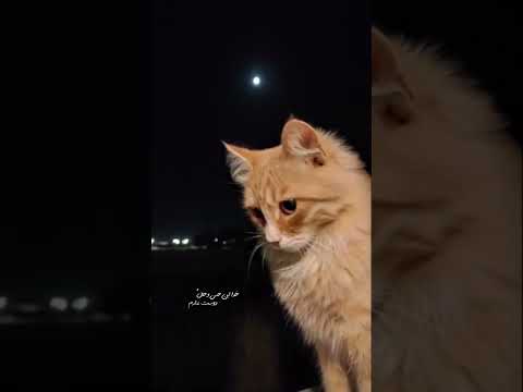 بغضم گرفته وقتشه ببارم اهنگ دپرس دیسلاو موزیکویدئو ویدیو شکست عشقی قلبشکسته