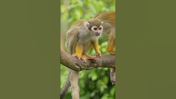 Meet the Tiny Monkeys With Big Jungle Secrets