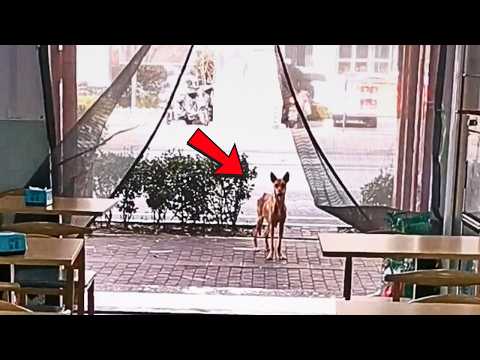 Nursing mother dog starving to skin and bones sits politely outside restaurant daily hoping for food