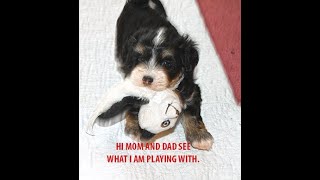 Famous Havanese male pup 6 weeks old Tri color Profile
