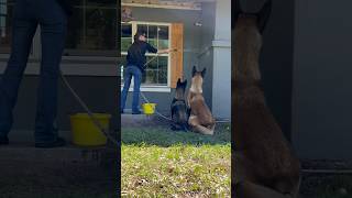 Dogs Help Clean Porch #smartdog #belgianmalinois #dog