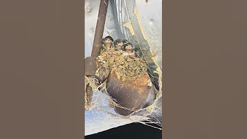 August 24 2025 We Found A Birds Nest 