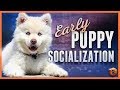 How to do Early Puppy Socialization - Advice, Research, Power Tips