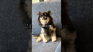 3歳チワワ旅行vlog #チワワ #犬のいる生活 #shorts #旅行　#vlog