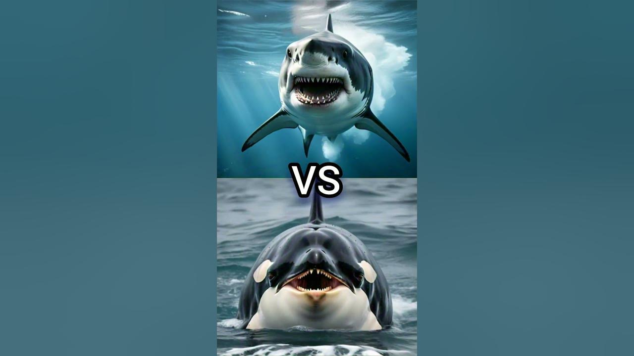 great white shark vs orca vs megamouth shark (tiger shark, octopus
