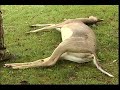 How To Process a Deer - Part 1: Field Dressing