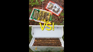 Ep. 11 Mini Mating Nucs vs 5 Frame Mating Nucs