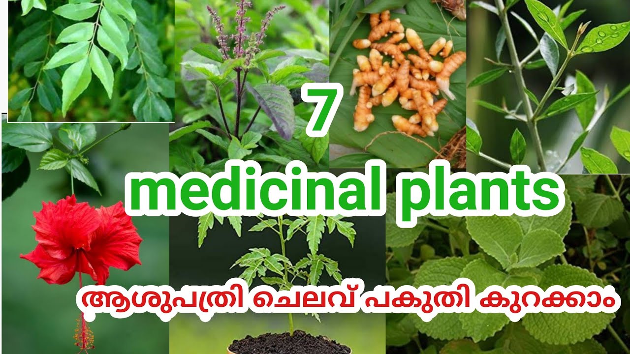 7 must have medicinal plants in every home/Ayurvedic plants at home