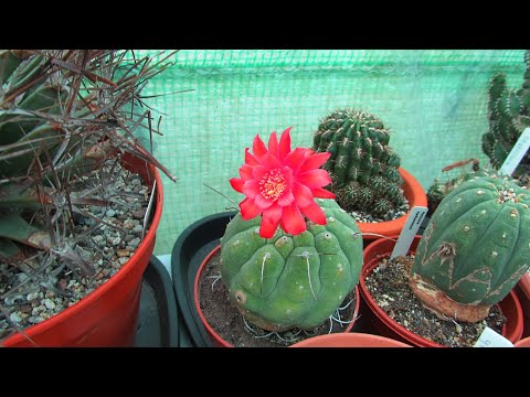 Video: Matucana Cactus Plant Info: Hoe zorg je voor Matucana Cactus-variëteiten