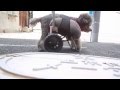 前足麻痺の歩行器・完成